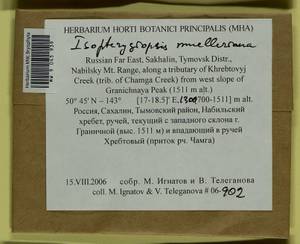 Isopterygiopsis catagonioides (Broth.) Ignatov & Ignatova, Bryophytes, Bryophytes - Russian Far East (excl. Chukotka & Kamchatka) (B20) (Russia)