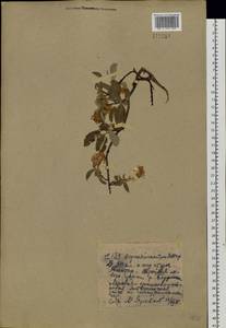 Salix bebbiana Sarg., Siberia, Yakutia (S5) (Russia)