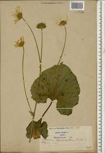 Doronicum macrophyllum Fisch., Caucasus, Azerbaijan (K6) (Azerbaijan)