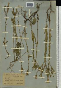 Linum hirsutum L., Eastern Europe, Central forest-and-steppe region (E6) (Russia)