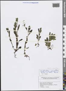 Myosotis sparsiflora J. C. Mikan ex Pohl, Eastern Europe, Middle Volga region (E8) (Russia)