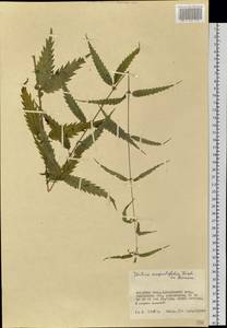 Urtica dioica var. holosericea Fr., Siberia, Russian Far East (S6) (Russia)