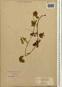 Trifolium pratense L., Caucasus, Krasnodar Krai & Adygea (K1a) (Russia)