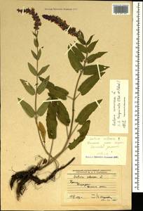 Salvia nemorosa subsp. pseudosylvestris (Stapf) Bornm., Crimea (KRYM) (Russia)