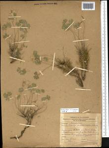 Paraquilegia anemonoides (Willd.) Engl. ex Ulbr., Middle Asia, Northern & Central Tian Shan (M4) (Kyrgyzstan)