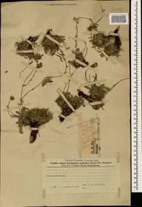 Campanula saxifraga subsp. aucheri (A.DC.) Ogan., Caucasus, Azerbaijan (K6) (Azerbaijan)