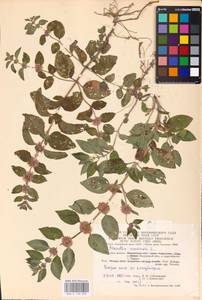 MHA 0 158 058, Mentha arvensis L., Eastern Europe, Central region (E4) (Russia)