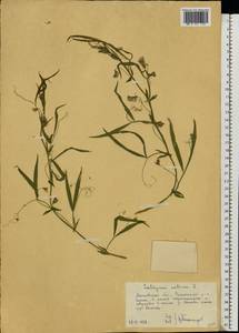 Lathyrus sativus L., Eastern Europe, Moscow region (E4a) (Russia)