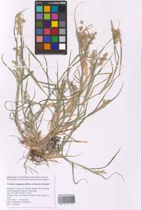 Cenchrus longispinus (Hack.) Fernald, Eastern Europe, North Ukrainian region (E11) (Ukraine)