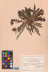 Taraxacum officinale Weber ex F.H.Wigg., Siberia, Russian Far East (S6) (Russia)