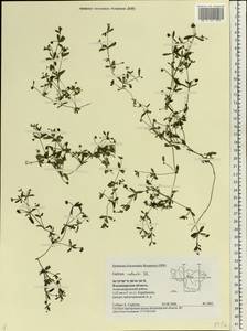 Galium spurium subsp. spurium, Eastern Europe, Central region (E4) (Russia)