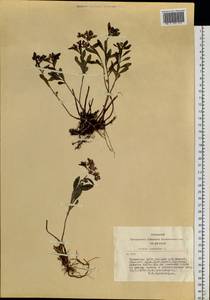 Phedimus hybridus (L.) 't Hart, Siberia, Altai & Sayany Mountains (S2) (Russia)
