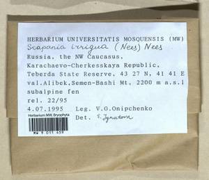 Scapania irrigua (Nees) Nees, Bryophytes, Bryophytes - North Caucasus & Ciscaucasia (B12) (Russia)