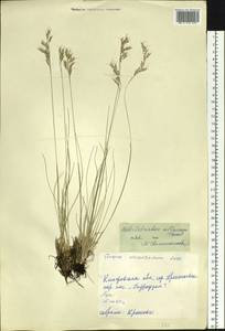 Helictotrichon desertorum (Less.) Pilg., Siberia, Altai & Sayany Mountains (S2) (Russia)