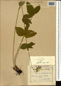 Astrantia maxima Pall., Caucasus, Armenia (K5) (Armenia)