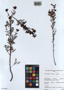 Pedicularis palustris subsp. karoi (Freyn) Tsoong, Siberia, Altai & Sayany Mountains (S2) (Russia)