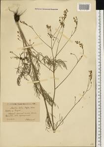 Elaeosticta lutea (Hoffm.) Kljuykov, Pimenov & Tikhom., Eastern Europe, Lower Volga region (E9) (Russia)
