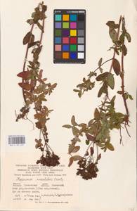 Hypericum maculatum Crantz, Eastern Europe, Western region (E3) (Russia)