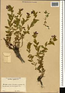 Epilobium algidum M. Bieb., Caucasus, South Ossetia (K4b) (South Ossetia)