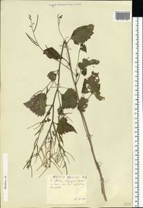 Alliaria petiolata (M.Bieb.) Cavara & Grande, Eastern Europe, Central forest region (E5) (Russia)