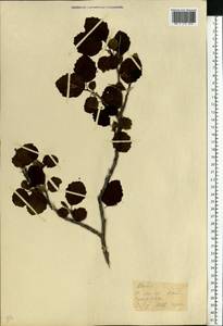Alnus incana subsp. kolaensis (N.I.Orlova) Á.Löve & D.Löve, Eastern Europe, Northern region (E1) (Russia)