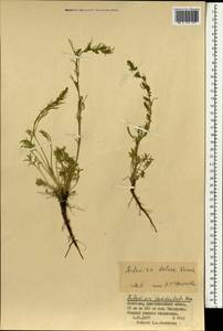 Artemisia dolosa Krasch., Mongolia (MONG) (Mongolia)