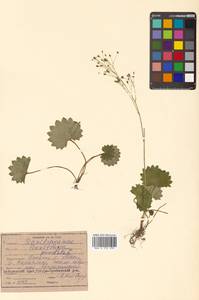 Micranthes nelsoniana subsp. aestivalis (Fisch. & C. A. Mey.) Elven & D. F. Murray, Siberia, Russian Far East (S6) (Russia)