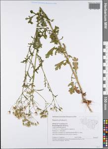 Senecio sylvaticus L., Eastern Europe, Central region (E4) (Russia)