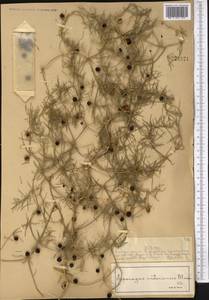 Asparagus inderiensis Blume ex Ledeb., Middle Asia, Muyunkumy, Balkhash & Betpak-Dala (M9) (Kazakhstan)