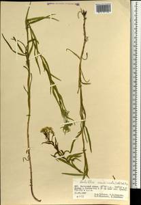 Achillea acuminata (Ledeb.) Sch. Bip., Mongolia (MONG) (Mongolia)