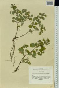 Medicago platycarpos (L.) Trautv., Siberia, Altai & Sayany Mountains (S2) (Russia)