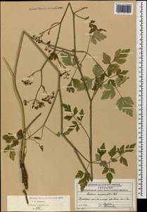 Dichoropetalum caucasicum (M. Bieb.) Soldano, Galasso & Banfi, Caucasus, Black Sea Shore (from Novorossiysk to Adler) (K3) (Russia)