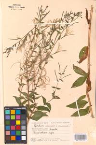 Epilobium adenocaulon × montanum, Eastern Europe, Moscow region (E4a) (Russia)