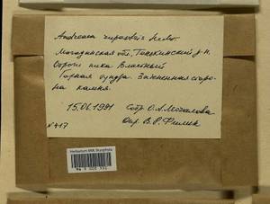 Andreaea rupestris Hedw., Bryophytes, Bryophytes - Chukotka & Kamchatka (B21) (Russia)