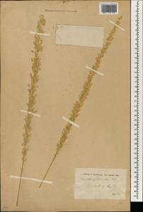 Desmostachya bipinnata (L.) Stapf, South Asia, South Asia (Asia outside ex-Soviet states and Mongolia) (ASIA) (Iraq)