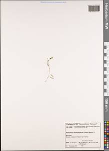 Ranunculus trichophyllus Chaix, Siberia, Central Siberia (S3) (Russia)