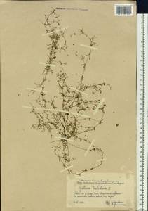 Galium trifidum L., Siberia, Western Siberia (S1) (Russia)
