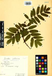 Sorbus aucuparia subsp. glabrata (Wimm. & Grab.) Hedl., Siberia, Baikal & Transbaikal region (S4) (Russia)