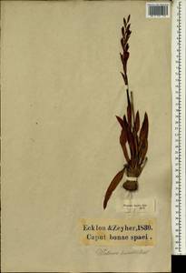 Watsonia humilis Mill., Africa (AFR) (South Africa)