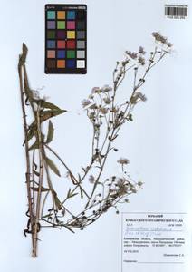 Erigeron annuus (L.) Pers., Siberia, Altai & Sayany Mountains (S2) (Russia)