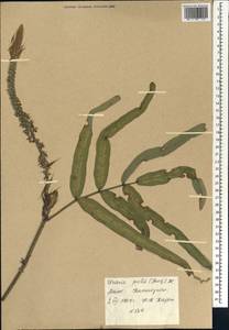 Uraria picta (Jacq.)DC., Africa (AFR) (Mali)