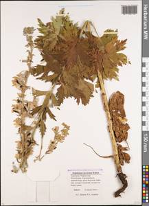 Delphinium speciosum M. Bieb., Caucasus, Stavropol Krai, Karachay-Cherkessia & Kabardino-Balkaria (K1b) (Russia)