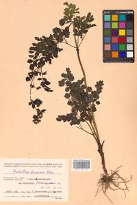 Thalictrum minus subsp. elatum (Jacq.) Stoj. & Stef., Siberia, Chukotka & Kamchatka (S7) (Russia)