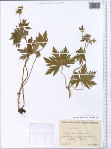 Geranium pratense L., Eastern Europe, North Ukrainian region (E11) (Ukraine)