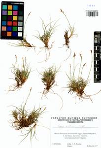 Carex williamsii Britton, Siberia, Western Siberia (S1) (Russia)