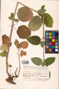 MHA 0 154 746, Ballota nigra L., Eastern Europe, Lower Volga region (E9) (Russia)