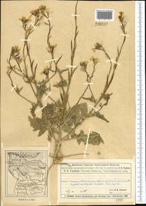 Eruca vesicaria subsp. sativa (Mill.) Thell., Middle Asia, Muyunkumy, Balkhash & Betpak-Dala (M9) (Kazakhstan)