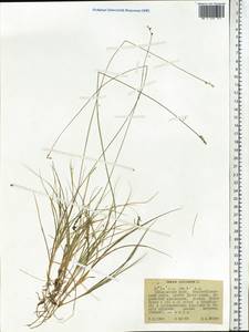 Carex loliacea L., Siberia, Russian Far East (S6) (Russia)