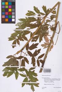Thalictrum flavum L., Eastern Europe, Central region (E4) (Russia)