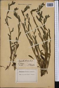 Myosotis arvensis (L.) Hill, Western Europe (EUR) (Germany)